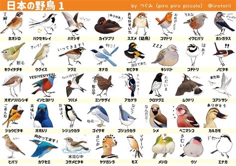 鳥種類|日本と世界の鳥の種類、写真 